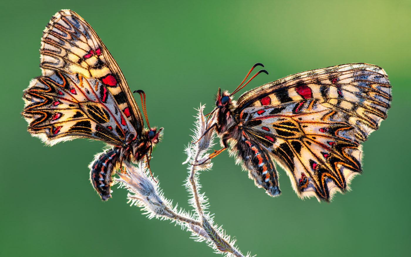 Two backlit Southern festoon butterflies, Zerynthia polyxena, on a plant